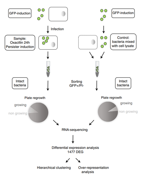 Representation of molecular biology experiment. The diagram show the GPF-Induction - as first step- followed by a sample or control step. Then the representation of the bacteiral culture with the plate regrowth. By the end the RNA sequencing of those samples with the differential expression analysis 