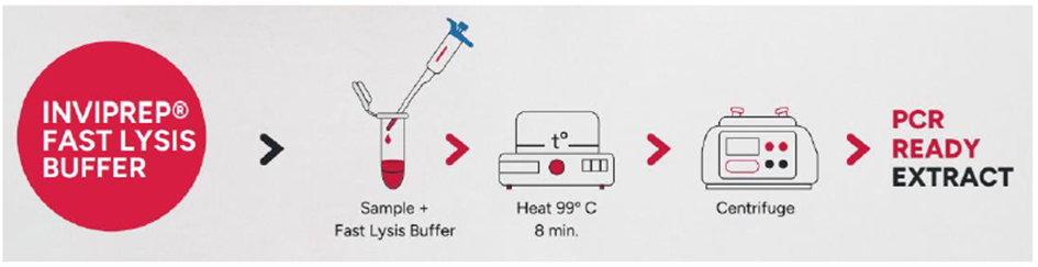 Step-by-step diagram for INVIPREP Fast Lysis Buffer: add sample to buffer → heat at 99 °C for 8 minutes → centrifuge → obtain PCR-ready extract.