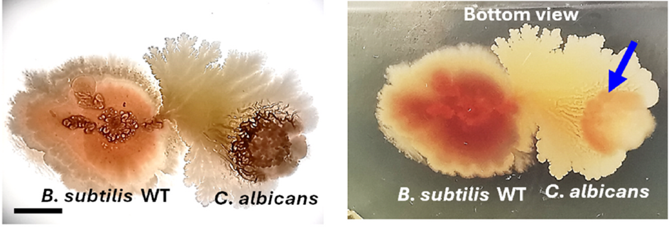 Side-by-side agar colonies of Bacillus subtilis WT (left) and Candida albicans (right) shown in two views. Left panel (top view): B. subtilis appears reddish-brown while C. albicans forms a beige, frilly colony. Right panel (bottom view): B. subtilis underside is deep red; a blue arrow marks a reddish zone at the edge of the C. albicans colony.