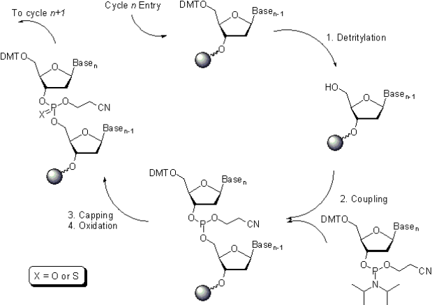 Diagram illustrating the chemical reaction cycle for DNA synthesis, consisting of four steps: 1) Detritlyation, 2) Coupling, 3) Capping, and 4) Oxidation. The cycle begins at 'Cycle n Entry' and progresses to 'Cycle n+1'. Molecular structures are shown for each step, including DMT (Dimethoxytrityl), Base_n, and Base_n-1. A note indicates that X can be either O or S.